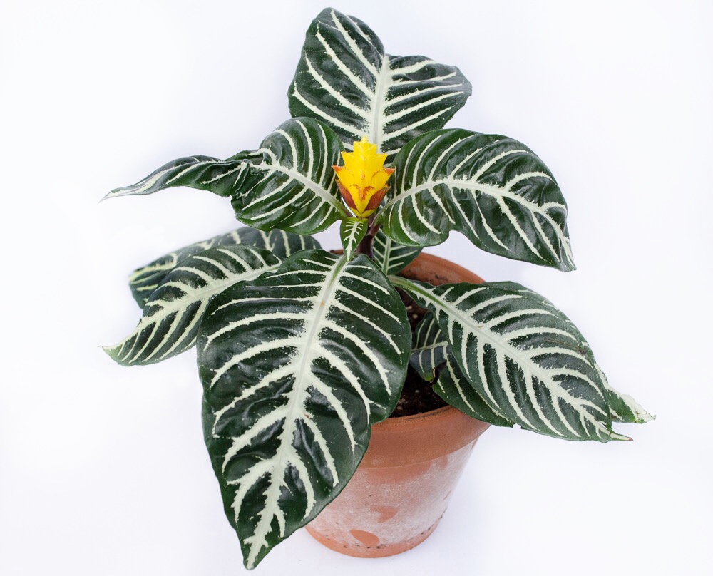 <p>Zebra Plant</p>