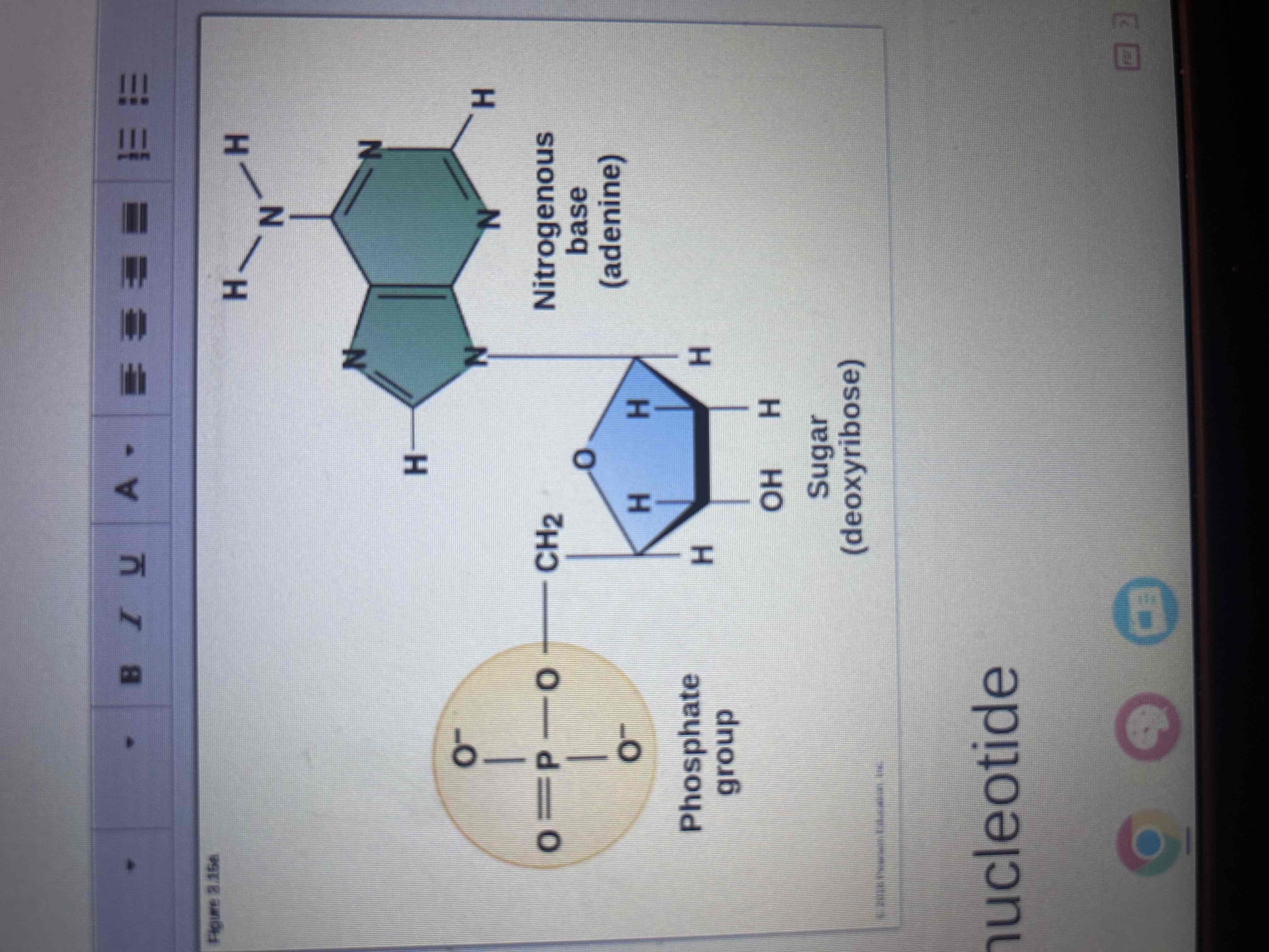 <p>Phosphate group, sugar and nitrogenous base.</p>