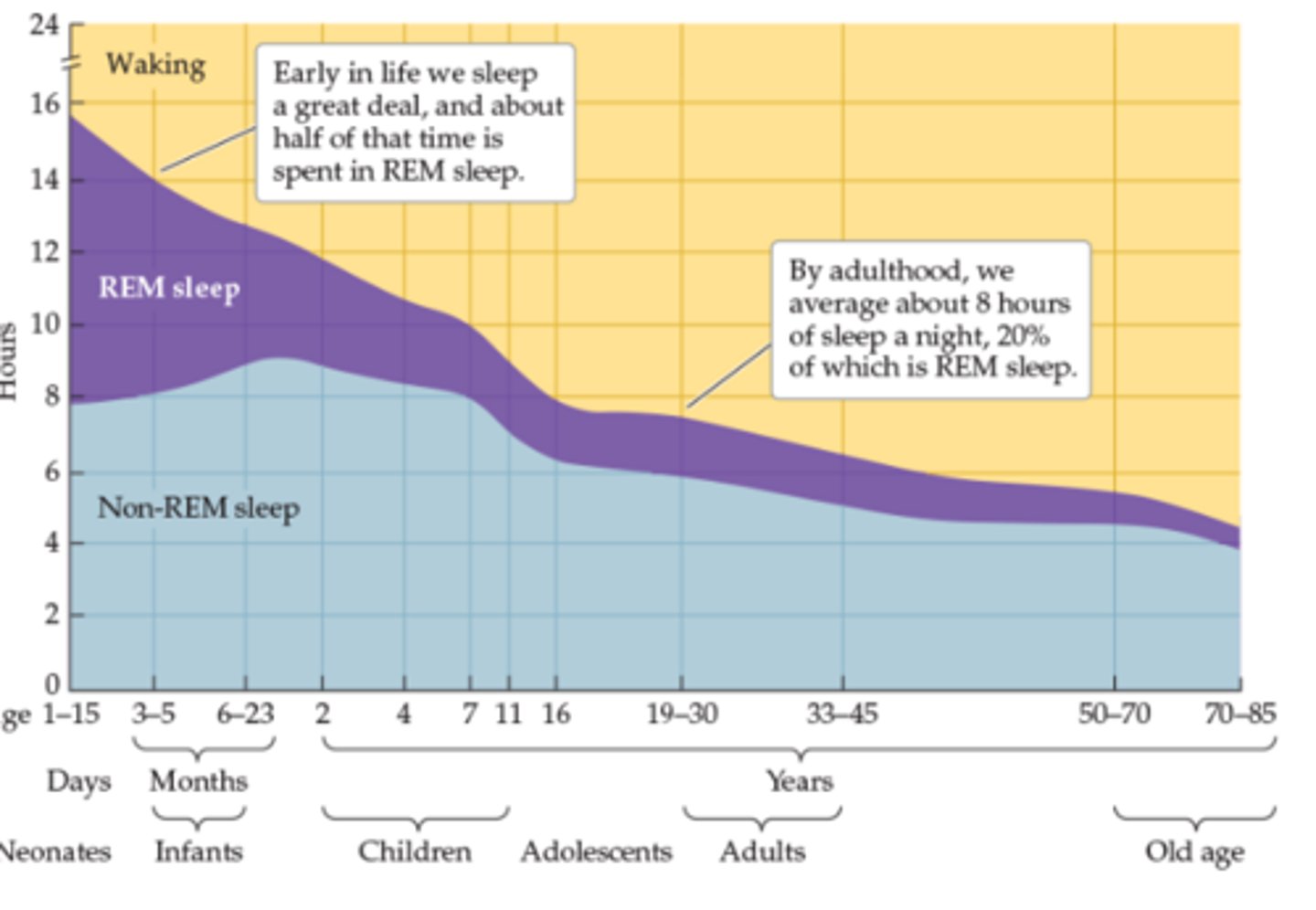 <p>Less and less REM sleep as you age, more stage 3 sleep</p>