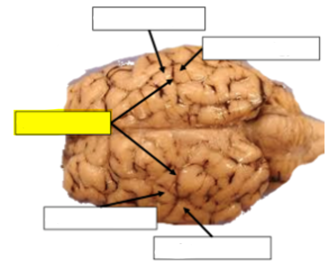 <p>what structure of the sheep brain is highlighted in yellow?</p>