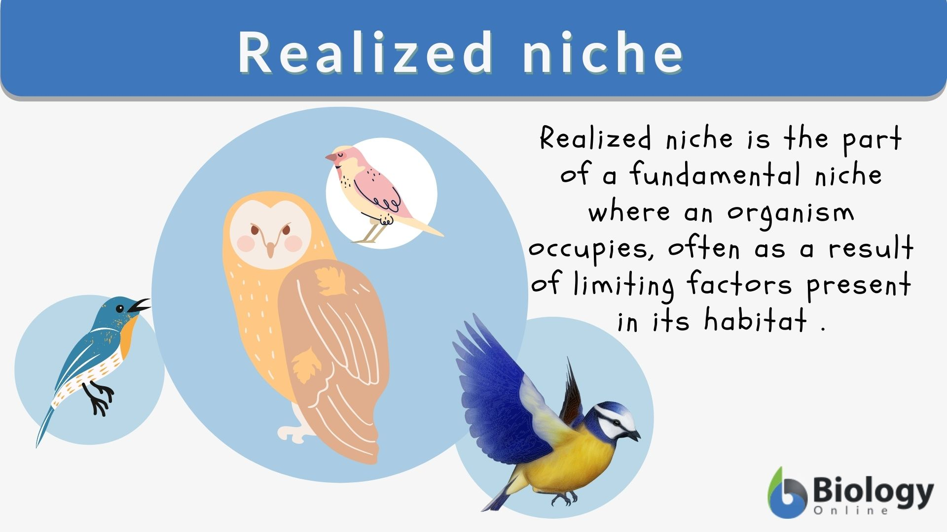 <p>A fundamental niche = The full range of environmental conditions that a species could theoretically survive and reproduce in; Theoretically, this could be literally anywhere it is physiologically capable, given that no predators were present</p><p></p><p>A realized niche = Represents the actual habitat that a species occupies, and that is restricted by certain forms of predation and competition, Biotic interactions can also reduce the available resources and space here, shrinking the niche of a species.</p>