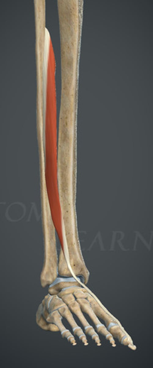 <p>nerw strzałkowy głęboki</p>