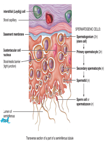 <ul><li><p>the walls of the seminiferous tubules contain</p><ol><li><p>germ cells</p><ul><li><p>gametes in various stages of development (on the wall)</p></li></ul></li><li><p>seratoli cells (sustentacular cell)</p><ul><li><p>located between the germ cells</p></li><li><p>extend from the basement membrane to the lumen of the tubule</p></li><li><p>cells contain tight junctions which form the blood-testos barrier</p><ul><li><p>protect the sperm from blood components such as alcohol, drugs, etc.</p></li></ul></li><li><p>support and nourish developing sperm cells</p><ul><li><p>“want glucose?” allows them to be well fed</p></li></ul></li><li><p>regulate sperm production</p></li><li><p>need protein channels to take in what we need</p></li></ul></li></ol></li></ul><p></p>