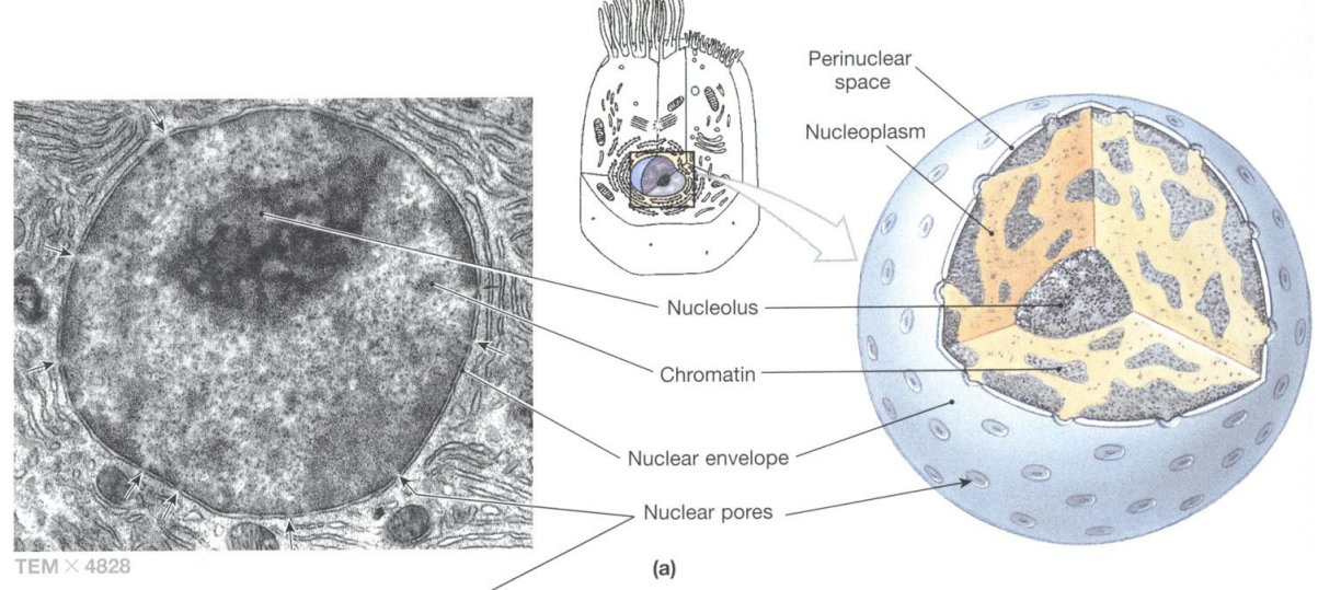 <p>The nuclear envelope and nuclear pores are visible after applying the freeze fracture technique.</p>