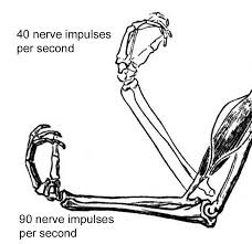 the system for sensing the position and movement of individual body parts.