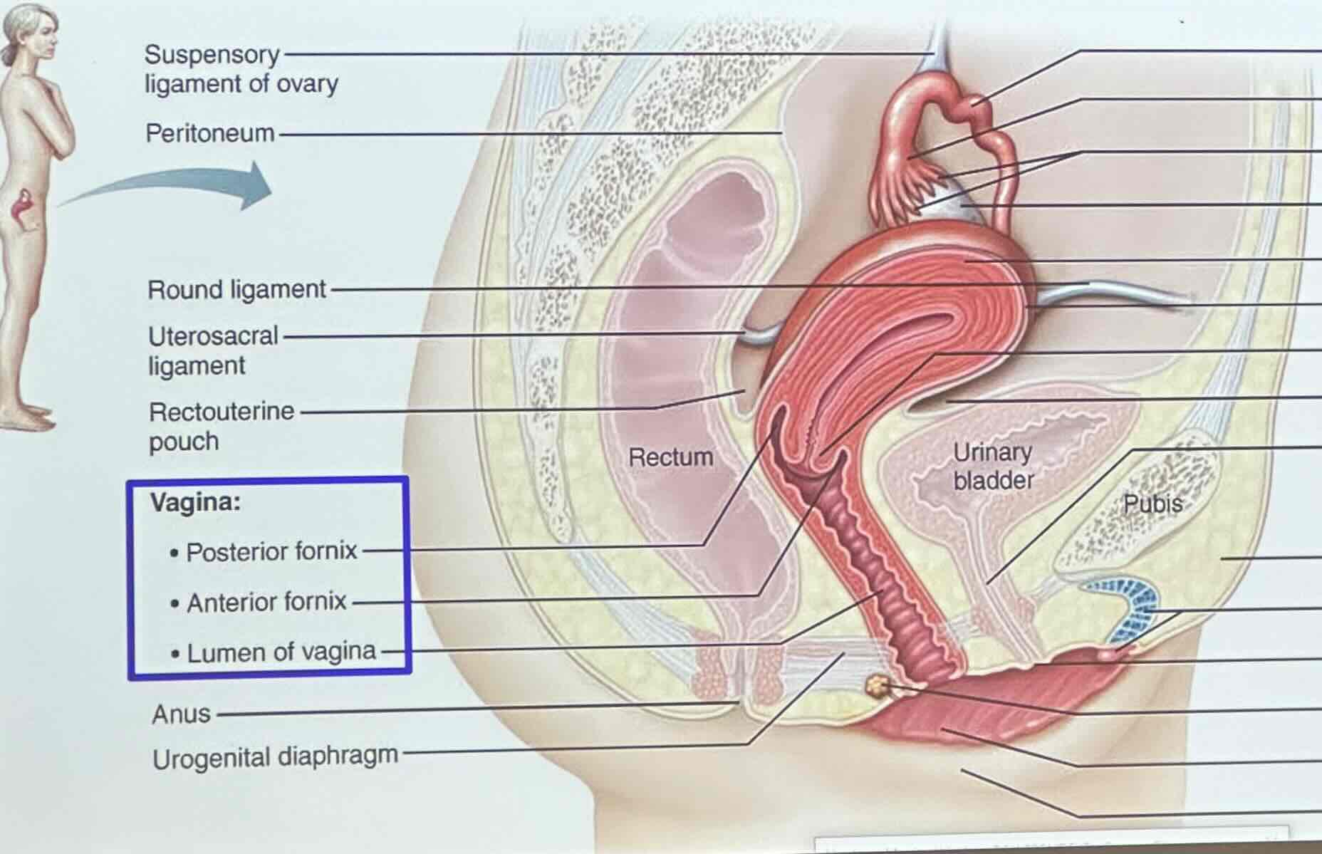 <p>the vagina is sandwiched between the urinary bladder and rectum</p>