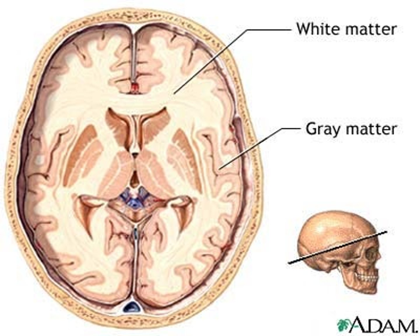 <p>White matter,</p><p>Myelinated nerve tracts inside the gray matter that are responsible for communication between cerebral areas and between cerebral cortex and lower CNS centers,</p><p>Corpus callosum</p>