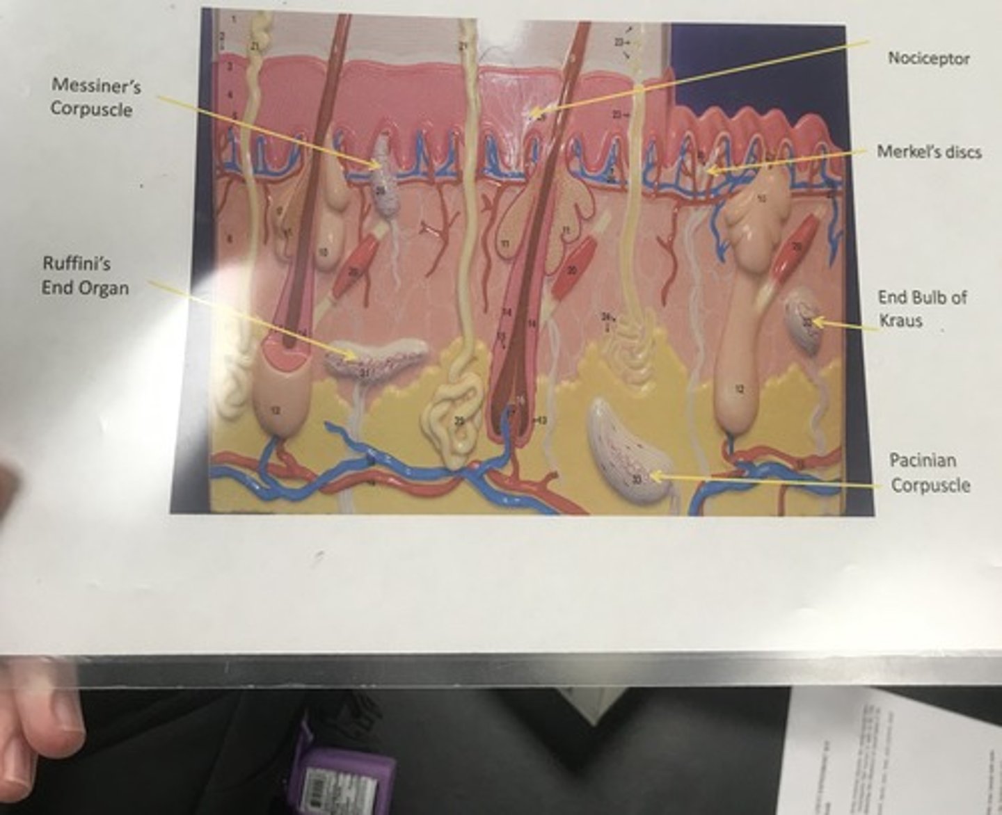 <p>Name the model</p>