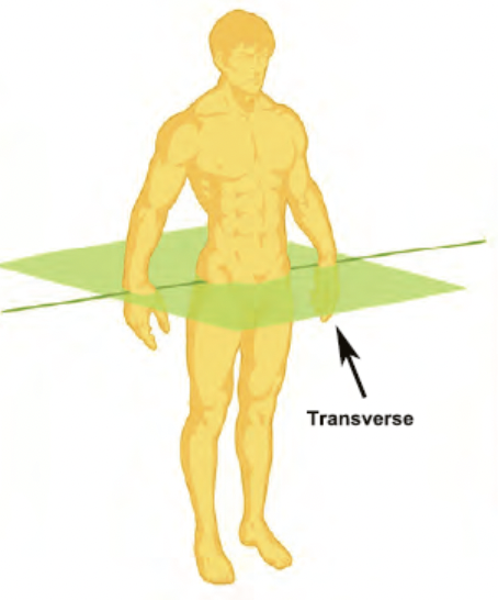 horizontal plane that divides the body into top and bottom