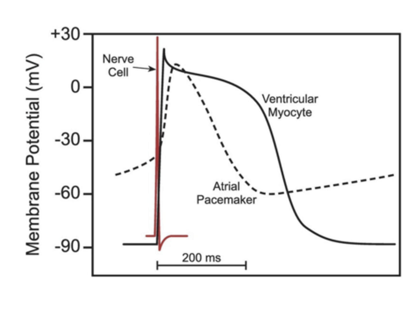 <p>Nerve cell: ~1ms<br>Skeletal muscle cell: ~2-5 ms<br>Cardiac muscle cell: 200-400ms</p>