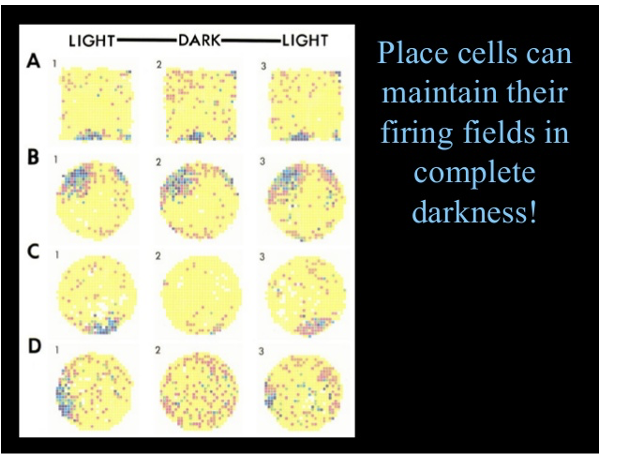 <ul><li><p>color indicates amount of firing; each pixel is a location in space; each row is a single neuron</p></li><li><p>place cells can maintain firing fields in complete darkness!</p></li><li><p>place cells are not just representing visual space, but location within a context</p><ul><li><p>ex: have place cells firing at each location as you move through a room → map in your brain of everywhere you’ve been</p></li></ul></li></ul><p></p>