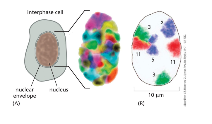 <p>different chromosomes reside in distinct territories within the nucleus.</p>