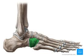 <p>anterior to calcane</p>