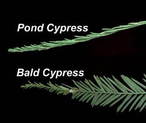 <p>Pond Cypress</p>