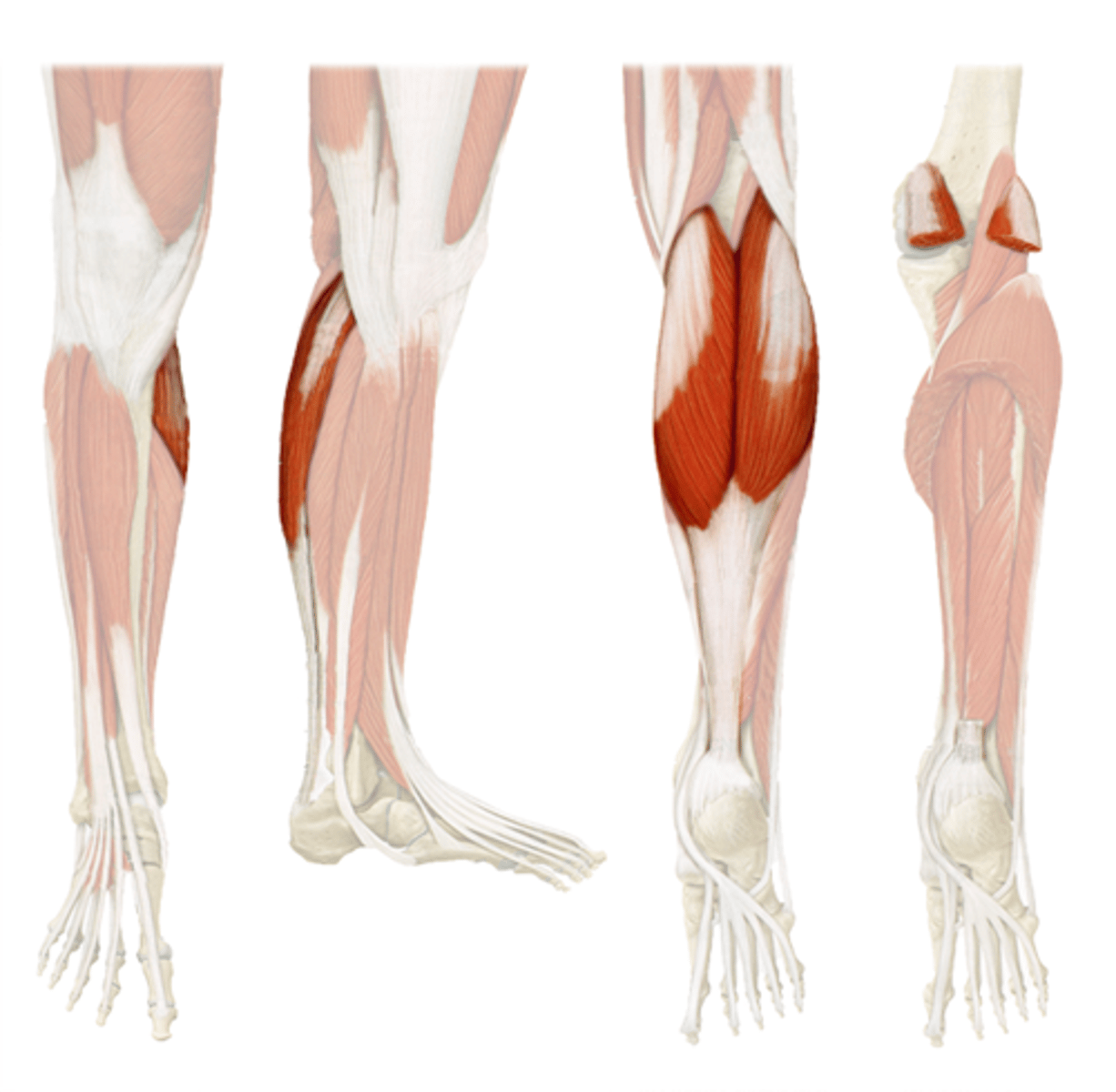 <p>origin: medial and lateral condyles of femur</p><p>insertion: posterior calcaneus</p><p>prime function: lowers the sole of the foot to the ground, as when food-tapping or jumping; assists in moving the back of the lower legs up and back toward the buttocks</p>