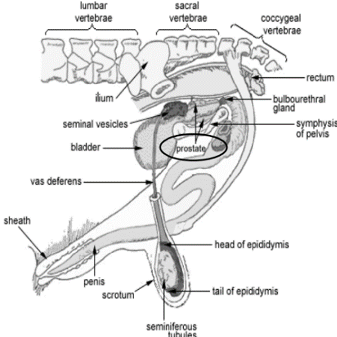 <ul><li><p>Body and/or disseminate</p></li><li><p>Small in bull and ram</p></li><li><p>Large in boar</p></li><li><p>2 lobes in stallion</p></li></ul>