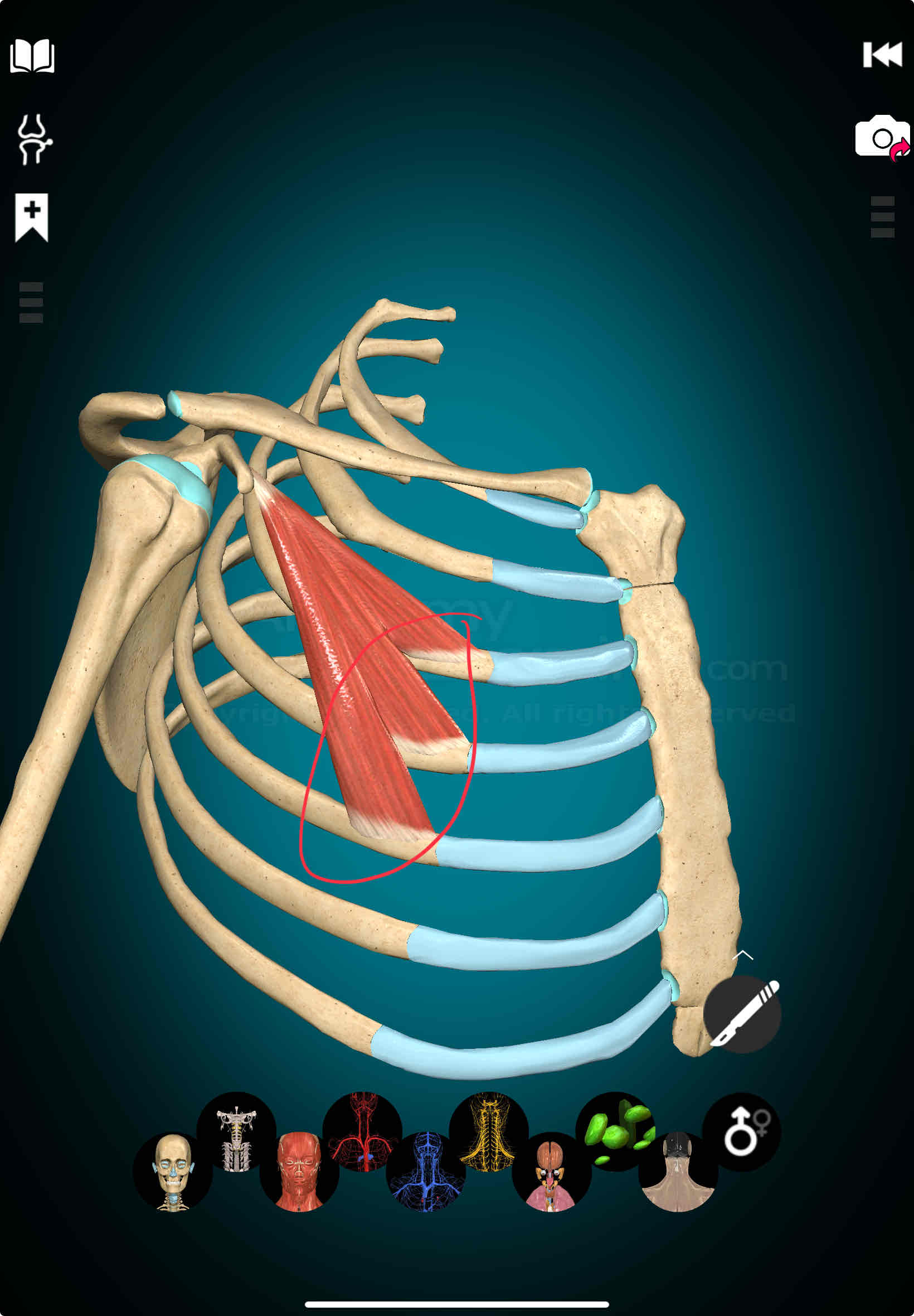 <p>Pectoralis Minor Origin</p>