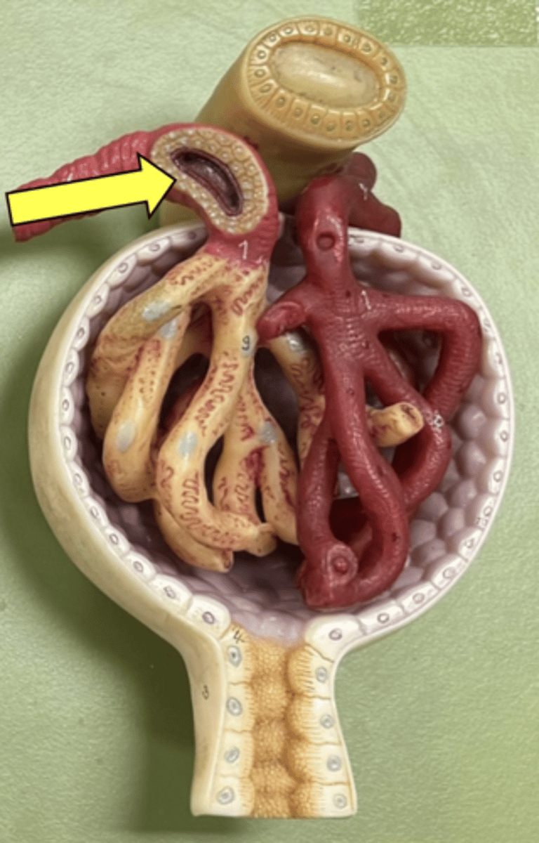 <p>the cells here</p>