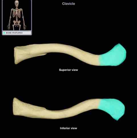 <p>Photo: Acromial End</p>