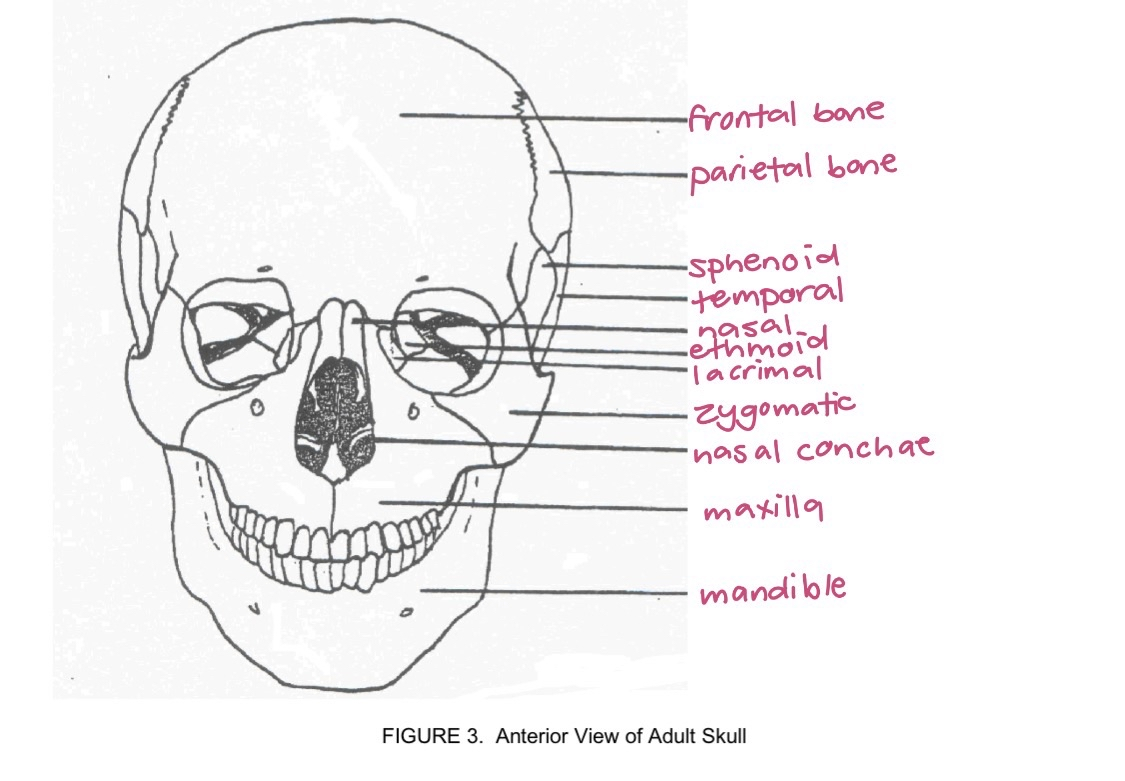<p>skull frontal</p>