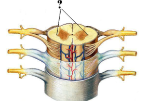 <p><span>Identify the indicated structure (be specific).</span></p>