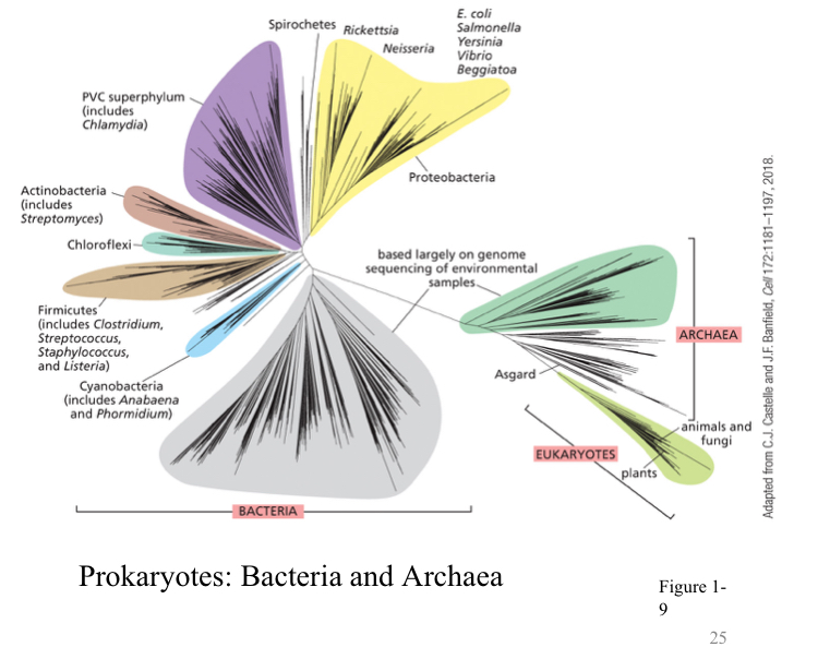<p><span>Eukaryotes, Bacteria, and Archaea</span></p>