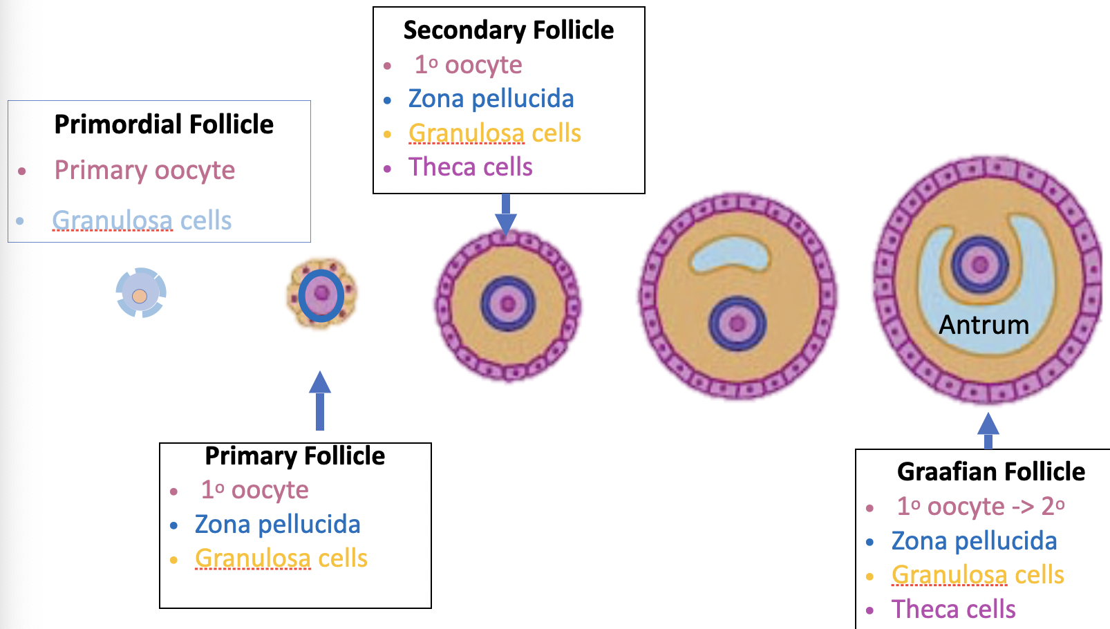 folliculogenesis of the maturing oocyte 
male: the cells that help sperm develop are part of the testes, they include Sertoli and Leydig cells 

female: the cells that help the oocyte develop make up the follicle that surrounds the oocyte, they are called Theca and Granulosa cells 

*look at week 9 lecture 1 slide 21*