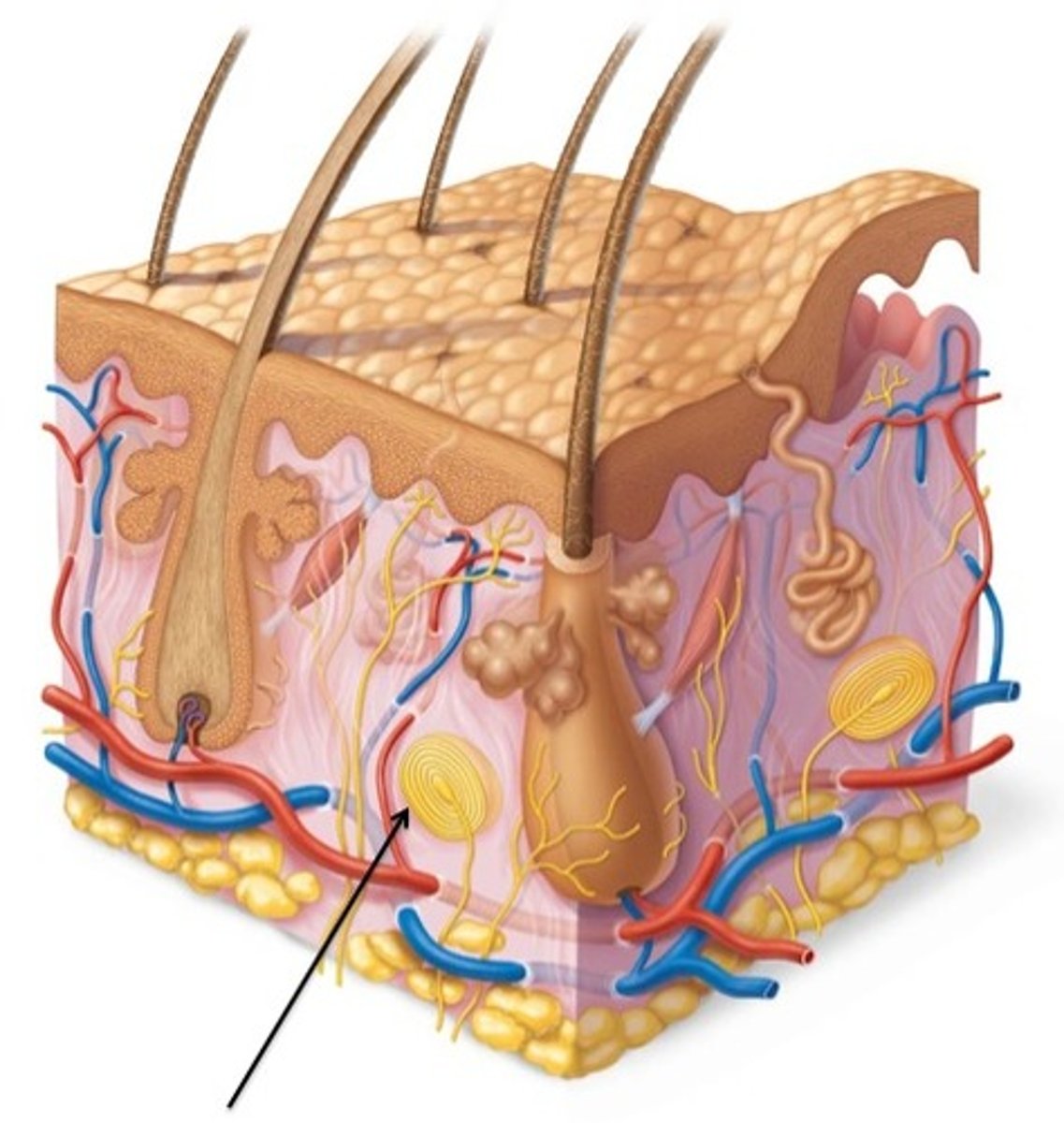 <p>DEFINITION</p><p>a sensory nerve ending in the skin responsible for sensitivity to vibration and pressure</p>