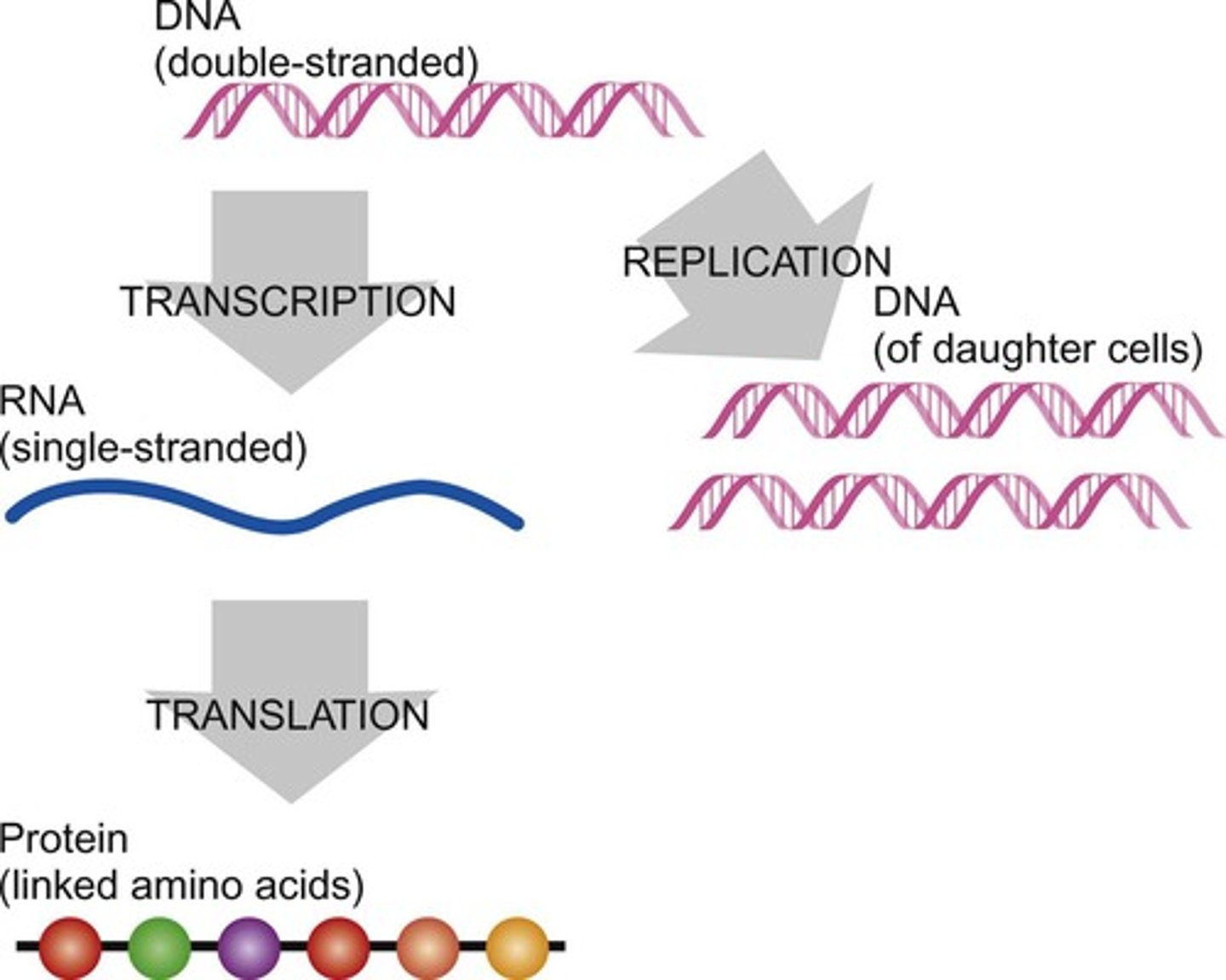 <p>The information flow in cells begins with DNA, which can be replicated or transcribed to RNA, and then translated into proteins.</p>