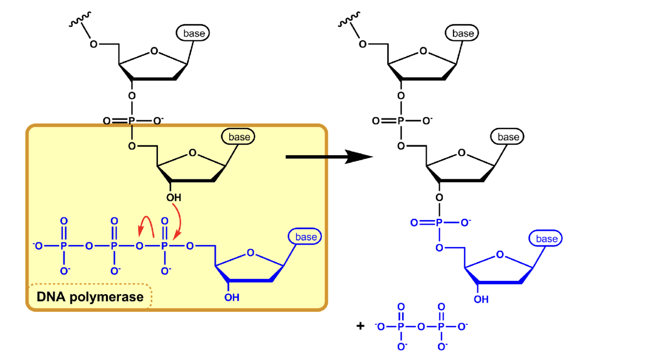 <p>polymerization reaction between the phosphate (5’) and the hydroxyl (3’) to add incoming nucleotides (dNTPs) to a growing chain — polar and created between O and P</p><p>only added to 3’ end</p>