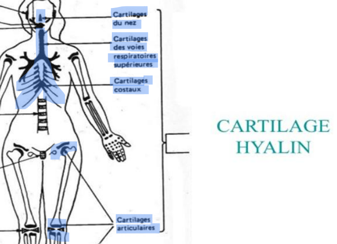 <ul><li><p><span style="color: rgb(248, 2, 2);">le plus rependu</span></p></li><li><p>il est opaque, blanc bleuté&nbsp;</p></li><li><p>&nbsp;squelette de l’embryon&nbsp;</p></li><li><p>les côtes</p></li><li><p>articulations</p></li><li><p>nez</p></li><li><p>pro-cartilages laryngés</p></li><li><p>cartilage de la trachée</p></li><li><p>les grosses et moyennes bronches</p></li></ul><p></p>