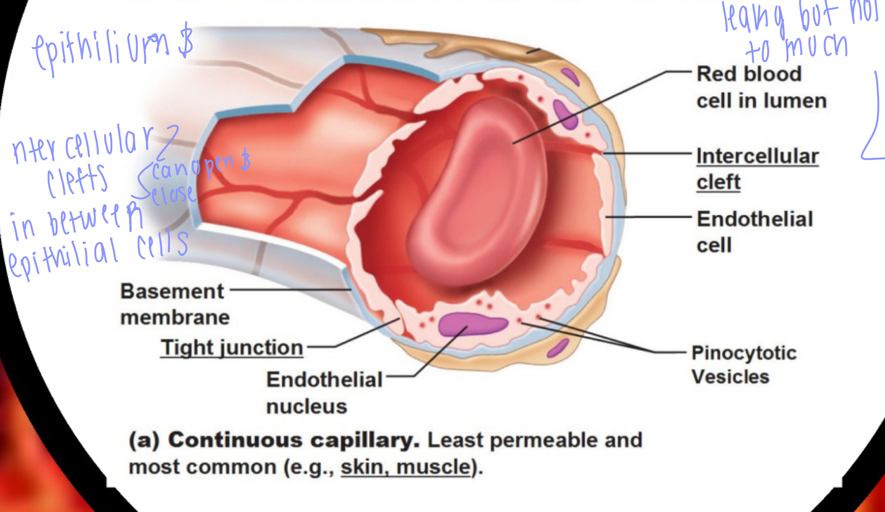 Structure (selectively leakyness) (very delicate)
1st layer (simple squamous endothilium)

2nd layer (basement membrane)
- is made up of tight junctions with spaces called intercellular clefts (small molecules can pass through)
- intercellular clefts (small holes in between epithieleal cells) can open (clefts get bigger)  and close (clefts get smaller)
- one blood cells pass at a time (in a line)

**** selective leakiness
Inflamation: makes capillaries more leaky ->fluid, antibodies, proteins, and white blood cells start leaking out BUT you don't want red blood cells leaking out (bleeding)

*******In a healthy inflammatory response there should be no red blood cells leaking out!!!!!
