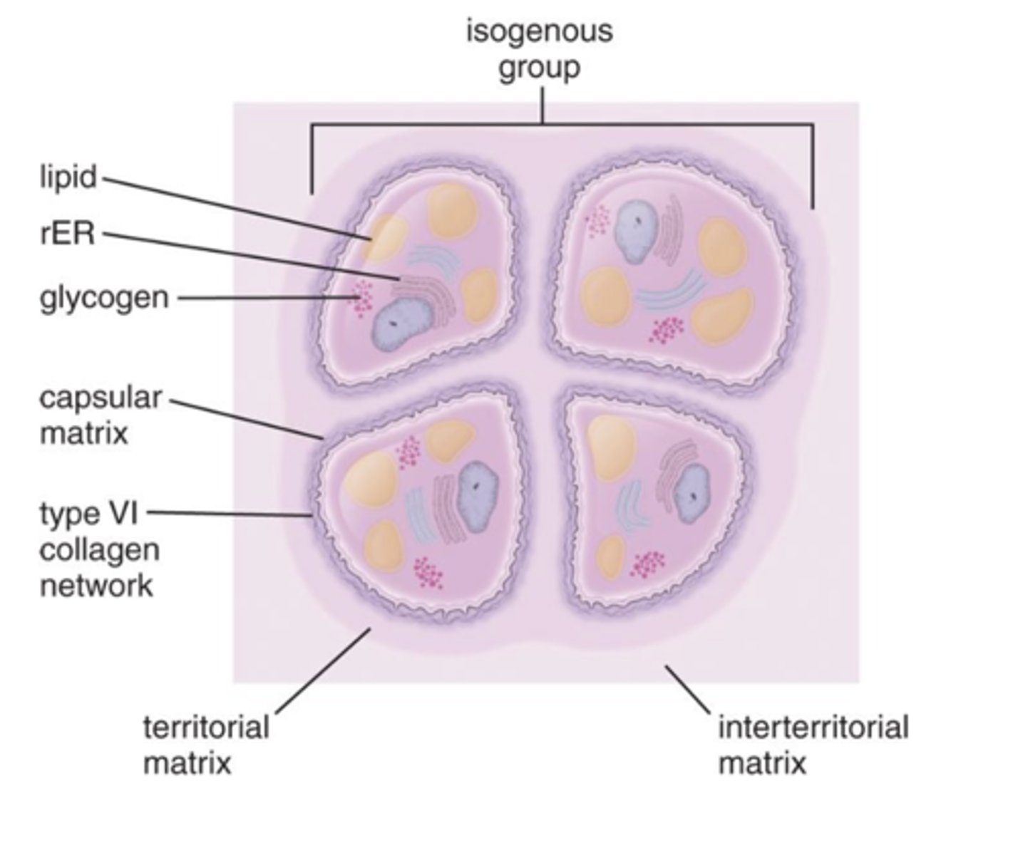 <p>What is an isogenous group?</p>