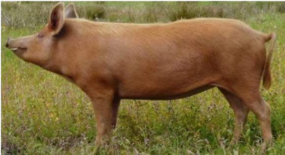 <p>What is this breed?</p>