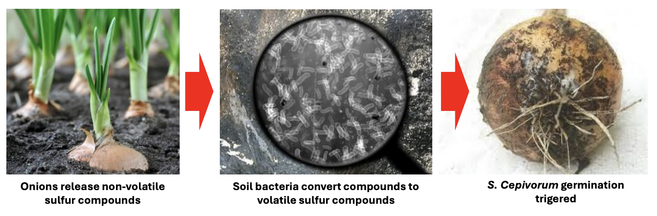 <p><strong>FALSE</strong></p><p>In very rare cases, plant host metabolites can trigger germination of <u>asexual</u> spores</p>