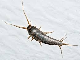 <ul><li><p>Silverfish</p></li><li><p>three caudal filaments</p></li><li><p>secondarily wingless&nbsp;</p></li><li><p>possibly paraphyletic&nbsp;(common ancestor, but all the descendants aren’t the same”</p></li></ul><p></p>