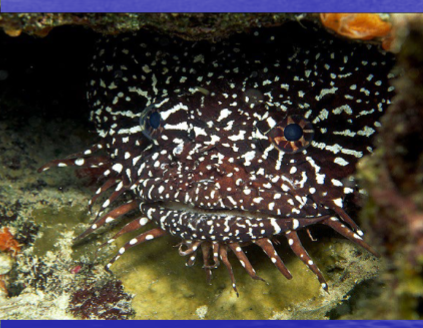 <p>Shape of this fish?</p>