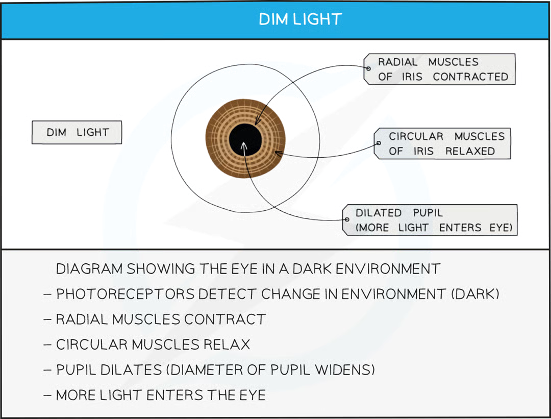 <p>pupil reflex is carried out to protect retina from damage</p><ul><li><p>dim light - pupil dilates (widens) to allow as much light into eye as possible to improve vision</p></li><li><p>bright light - pupil constricts (narrows) to prevent too much light from entering and damaging retina</p></li><li><p>radial and circular muscles relax/contract to allow pupil size to change</p><table style="min-width: 125px"><colgroup><col style="min-width: 25px"><col style="min-width: 25px"><col style="min-width: 25px"><col style="min-width: 25px"><col style="min-width: 25px"></colgroup><tbody><tr><th colspan="1" rowspan="1" style="box-sizing: border-box; text-align: -webkit-match-parent; border- border-style: solid; border-width: 0px 0.8px; border-image: none 100% / 1 / 0 stretch; --bs-border-opacity: 1; font-weight: 700; padding: 0.5rem;   box-shadow: rgba(0, 0, 0, 0) 0px 0px 0px 9999px inset;"><p class="text-center" style="text-align: center"><strong>Stimulus</strong></p></th><th colspan="1" rowspan="1" style="box-sizing: border-box; text-align: -webkit-match-parent; border- border-style: solid; border-width: 0px 0.8px; border-image: none 100% / 1 / 0 stretch; --bs-border-opacity: 1; font-weight: 700; padding: 0.5rem;   box-shadow: rgba(0, 0, 0, 0) 0px 0px 0px 9999px inset;"><p class="text-center" style="text-align: center"><strong>Radial muscles</strong></p></th><th colspan="1" rowspan="1" style="box-sizing: border-box; text-align: -webkit-match-parent; border- border-style: solid; border-width: 0px 0.8px; border-image: none 100% / 1 / 0 stretch; --bs-border-opacity: 1; font-weight: 700; padding: 0.5rem;   box-shadow: rgba(0, 0, 0, 0) 0px 0px 0px 9999px inset;"><p class="text-center" style="text-align: center"><strong>Circular muscles</strong></p></th><th colspan="1" rowspan="1" style="box-sizing: border-box; text-align: -webkit-match-parent; border- border-style: solid; border-width: 0px 0.8px; border-image: none 100% / 1 / 0 stretch; --bs-border-opacity: 1; font-weight: 700; padding: 0.5rem;   box-shadow: rgba(0, 0, 0, 0) 0px 0px 0px 9999px inset;"><p class="text-center" style="text-align: center"><strong>Pupil size</strong></p></th><th colspan="1" rowspan="1" style="box-sizing: border-box; text-align: -webkit-match-parent; border- border-style: solid; border-width: 0px 0.8px; border-image: none 100% / 1 / 0 stretch; --bs-border-opacity: 1; font-weight: 700; padding: 0.5rem;   box-shadow: rgba(0, 0, 0, 0) 0px 0px 0px 9999px inset;"><p class="text-center" style="text-align: center"><strong>Light entering eye</strong></p></th></tr><tr><td colspan="1" rowspan="1" style="box-sizing: border-box; border- border-style: solid; border-width: 0px 0.8px; border-image: none 100% / 1 / 0 stretch; --bs-border-opacity: 1; --bs-table-bg: colours.$white; padding: 0.5rem;   box-shadow: rgba(0, 0, 0, 0) 0px 0px 0px 9999px inset;"><p class="text-center" style="text-align: center">Bright light</p></td><td colspan="1" rowspan="1" style="box-sizing: border-box; border- border-style: solid; border-width: 0px 0.8px; border-image: none 100% / 1 / 0 stretch; --bs-border-opacity: 1; --bs-table-bg: colours.$white; padding: 0.5rem;   box-shadow: rgba(0, 0, 0, 0) 0px 0px 0px 9999px inset;"><p class="text-center" style="text-align: center">Relaxed</p></td><td colspan="1" rowspan="1" style="box-sizing: border-box; border- border-style: solid; border-width: 0px 0.8px; border-image: none 100% / 1 / 0 stretch; --bs-border-opacity: 1; --bs-table-bg: colours.$white; padding: 0.5rem;   box-shadow: rgba(0, 0, 0, 0) 0px 0px 0px 9999px inset;"><p class="text-center" style="text-align: center">Contracted</p></td><td colspan="1" rowspan="1" style="box-sizing: border-box; border- border-style: solid; border-width: 0px 0.8px; border-image: none 100% / 1 / 0 stretch; --bs-border-opacity: 1; --bs-table-bg: colours.$white; padding: 0.5rem;   box-shadow: rgba(0, 0, 0, 0) 0px 0px 0px 9999px inset;"><p class="text-center" style="text-align: center">Narrow</p></td><td colspan="1" rowspan="1" style="box-sizing: border-box; border- border-style: solid; border-width: 0px 0.8px; border-image: none 100% / 1 / 0 stretch; --bs-border-opacity: 1; --bs-table-bg: colours.$white; padding: 0.5rem;   box-shadow: rgba(0, 0, 0, 0) 0px 0px 0px 9999px inset;"><p class="text-center" style="text-align: center">Less</p></td></tr><tr><td colspan="1" rowspan="1" style="box-sizing: border-box; border- border-style: solid; border-width: 0px 0.8px; border-image: none 100% / 1 / 0 stretch; --bs-border-opacity: 1; --bs-table-bg: colours.$white; padding: 0.5rem;   box-shadow: rgba(0, 0, 0, 0) 0px 0px 0px 9999px inset;"><p class="text-center" style="text-align: center">Dim light</p></td><td colspan="1" rowspan="1" style="box-sizing: border-box; border- border-style: solid; border-width: 0px 0.8px; border-image: none 100% / 1 / 0 stretch; --bs-border-opacity: 1; --bs-table-bg: colours.$white; padding: 0.5rem;   box-shadow: rgba(0, 0, 0, 0) 0px 0px 0px 9999px inset;"><p class="text-center" style="text-align: center">Contracted</p></td><td colspan="1" rowspan="1" style="box-sizing: border-box; border- border-style: solid; border-width: 0px 0.8px; border-image: none 100% / 1 / 0 stretch; --bs-border-opacity: 1; --bs-table-bg: colours.$white; padding: 0.5rem;   box-shadow: rgba(0, 0, 0, 0) 0px 0px 0px 9999px inset;"><p class="text-center" style="text-align: center">Relaxed</p></td><td colspan="1" rowspan="1" style="box-sizing: border-box; border- border-style: solid; border-width: 0px 0.8px; border-image: none 100% / 1 / 0 stretch; --bs-border-opacity: 1; --bs-table-bg: colours.$white; padding: 0.5rem;   box-shadow: rgba(0, 0, 0, 0) 0px 0px 0px 9999px inset;"><p class="text-center" style="text-align: center">Wide</p></td><td colspan="1" rowspan="1" style="box-sizing: border-box; border- border-style: solid; border-width: 0px 0.8px; border-image: none 100% / 1 / 0 stretch; --bs-border-opacity: 1; --bs-table-bg: colours.$white; padding: 0.5rem;   box-shadow: rgba(0, 0, 0, 0) 0px 0px 0px 9999px inset;"><p class="text-center" style="text-align: center">More</p></td></tr></tbody></table></li></ul><p></p>