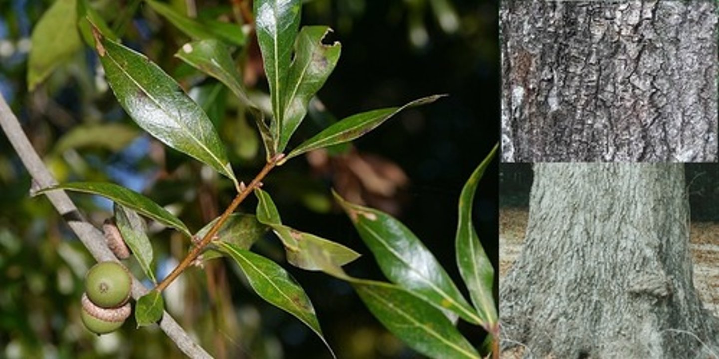 <p>2-4 inch oval leaves</p><p>partially evergreen</p><p>moderately furrowed bark</p>