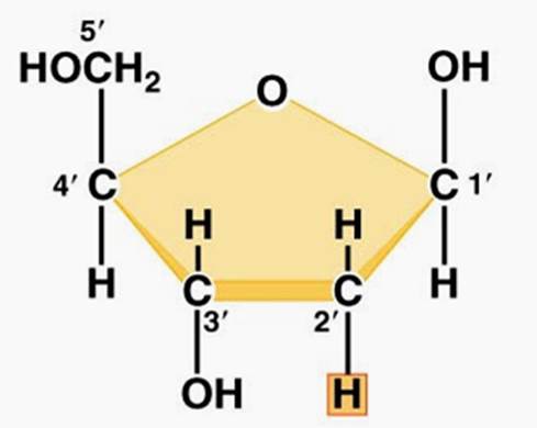 <p>Sugar carbons are 1&apos; to 5&apos; Hydroxyl group (-OH) attached to 3&apos; carbon on sugar Phosphate attached to 5&apos; carbon on sugar Base attached to 1&apos; on carbon sugar</p>