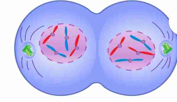 <p>complete sets of</p><p>chromosomes are</p><p><strong>cordoned off into new</strong></p><p><strong>distinct nuclei</strong> of the</p><p>daughter cells. Nuclear envelope and</p><p>nucleolus starts to</p><p><strong>reappear</strong></p>