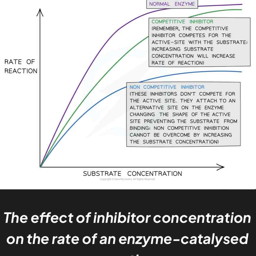 <ul><li><p>enzyme’s activity is reduced/stopped temporarily</p></li><li><p>competitive inhibitors: similar shape to substrate molecules and compete with substrate for active site; reduces rate of reaction for given substrate concentration</p></li><li><p>non competitive inhibitors: bind to enzyme at allosteric site which alters active site’s shape and prevents substrate binding; increasing substrate/enzyme concentration has no effect but increasing inhibitor concentration decreases rate of reaction </p></li></ul>