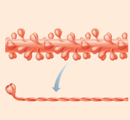 <p>Myosin molecule components</p>