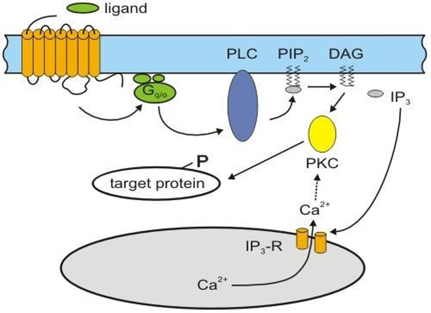 <p>Enzyme producing IP3 and DAG from phospholipids.</p>