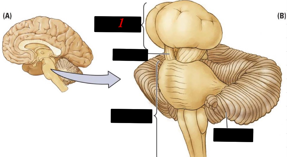 located deep within the brain and contains the thalamus, hypothalamus, pineal gland, and the subthalamus 