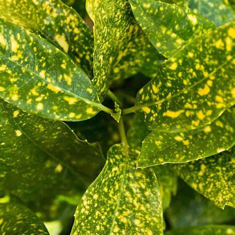 <p>“Spotted laurel”</p>