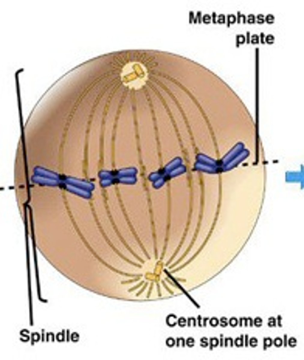 <p>metaphase</p>