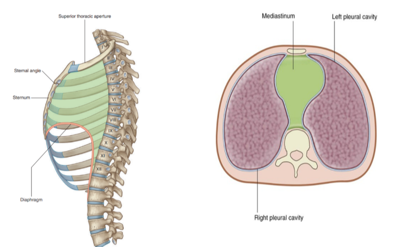 <ul><li><p>The central portion of the thoracic cavity that separates the pleural cavities</p></li><li><p>Extends from the sternum to the bodies o the vertebrae, and from the superior thoracic aperture to the diaphragm</p></li><li><p>Contains many structures — such as</p><ul><li><p>Thymus, pericardial sac (&amp; thus heart), trachea, and many major arteries &amp; veins —</p></li><li><p>Also serves as a place of passage for many different structures </p></li></ul></li></ul>
