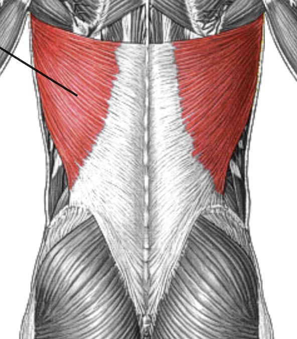 <p>Which muscle of the humerus/shoulder is:</p><ul><li><p>Inferior to shoulder, wrap around back</p></li><li><p>Action: adduction, ext, medial rot arm</p></li><li><p>Nerve: Thoracodorsal</p></li></ul><p></p>