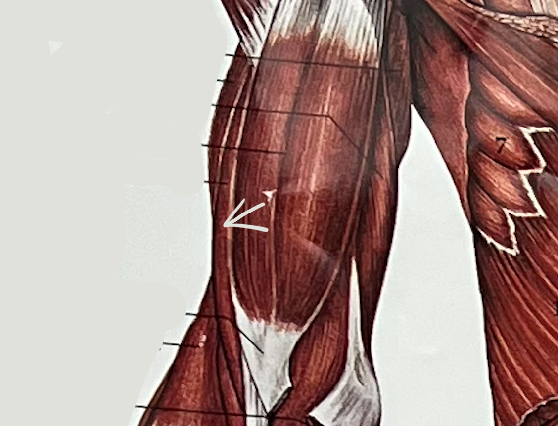 What muscle 